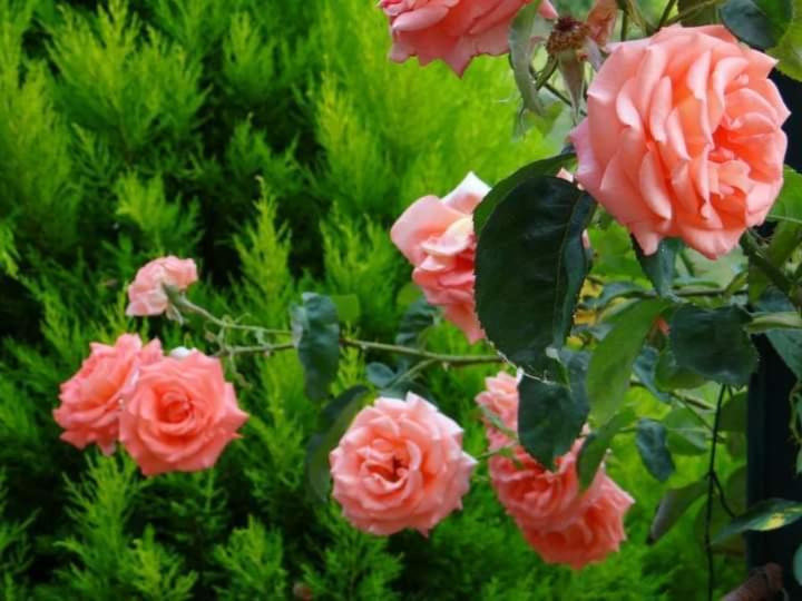 Gite Abeille-Soleil Saint-Nicolas-de-la-Grave Dış mekan fotoğraf